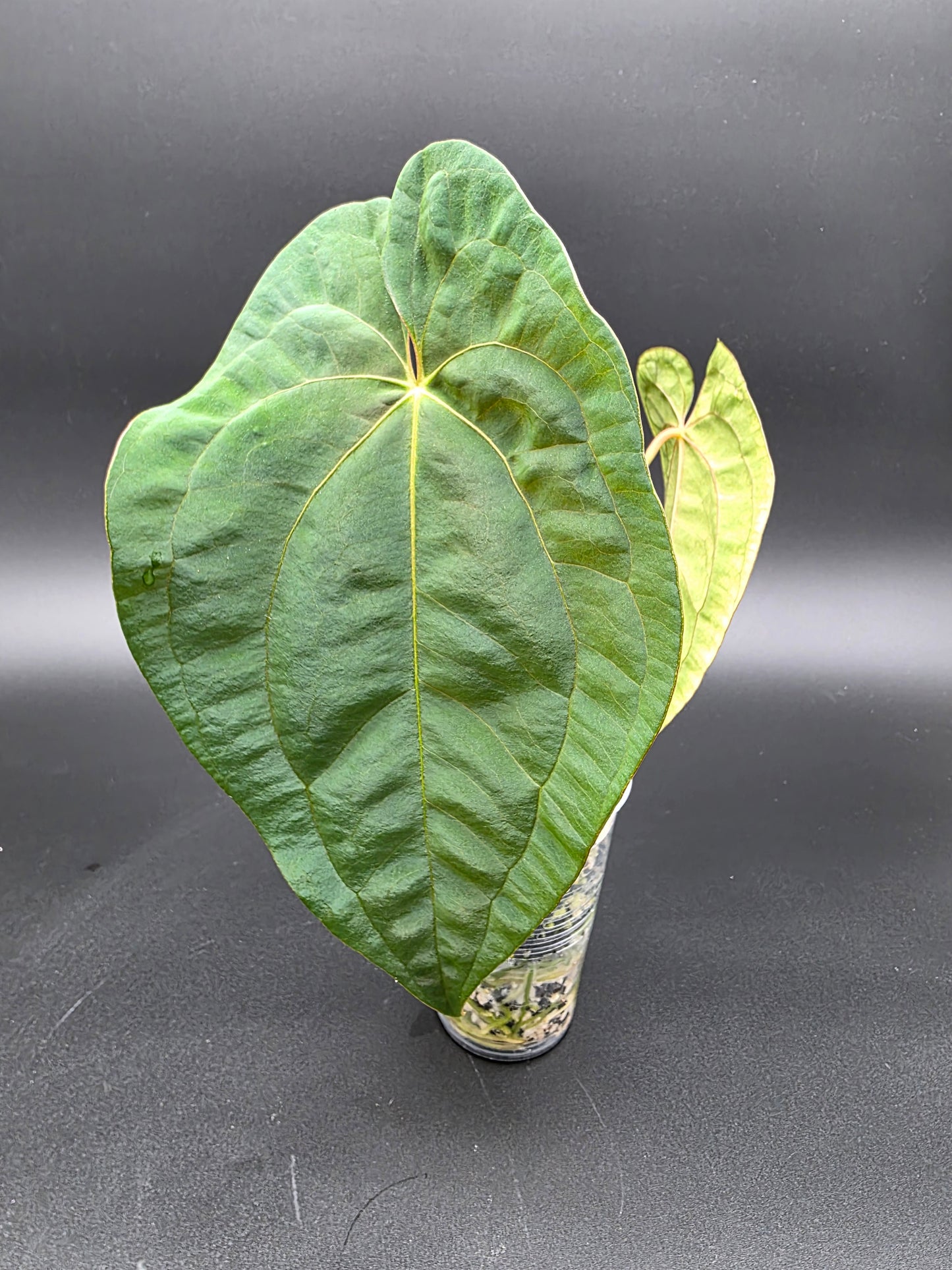 Anthurium Papi Red Stem – Rare Red-Petiole Aroid with Textured Velvet Foliage