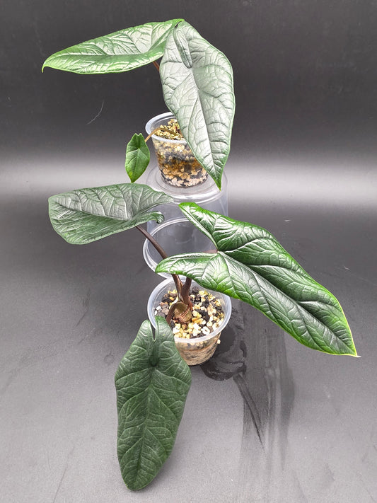 Philodendron Scalprum  Narrow Leaf Climbing Aroid