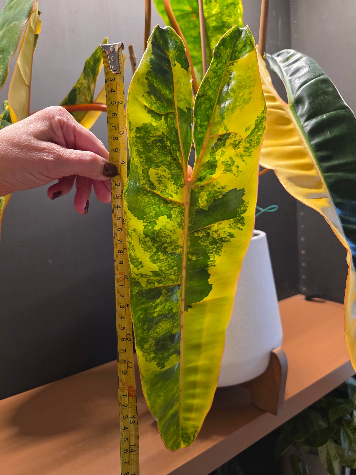 Philodendron Billietiae Variegated (Exact Plant) EXTRA LARGE