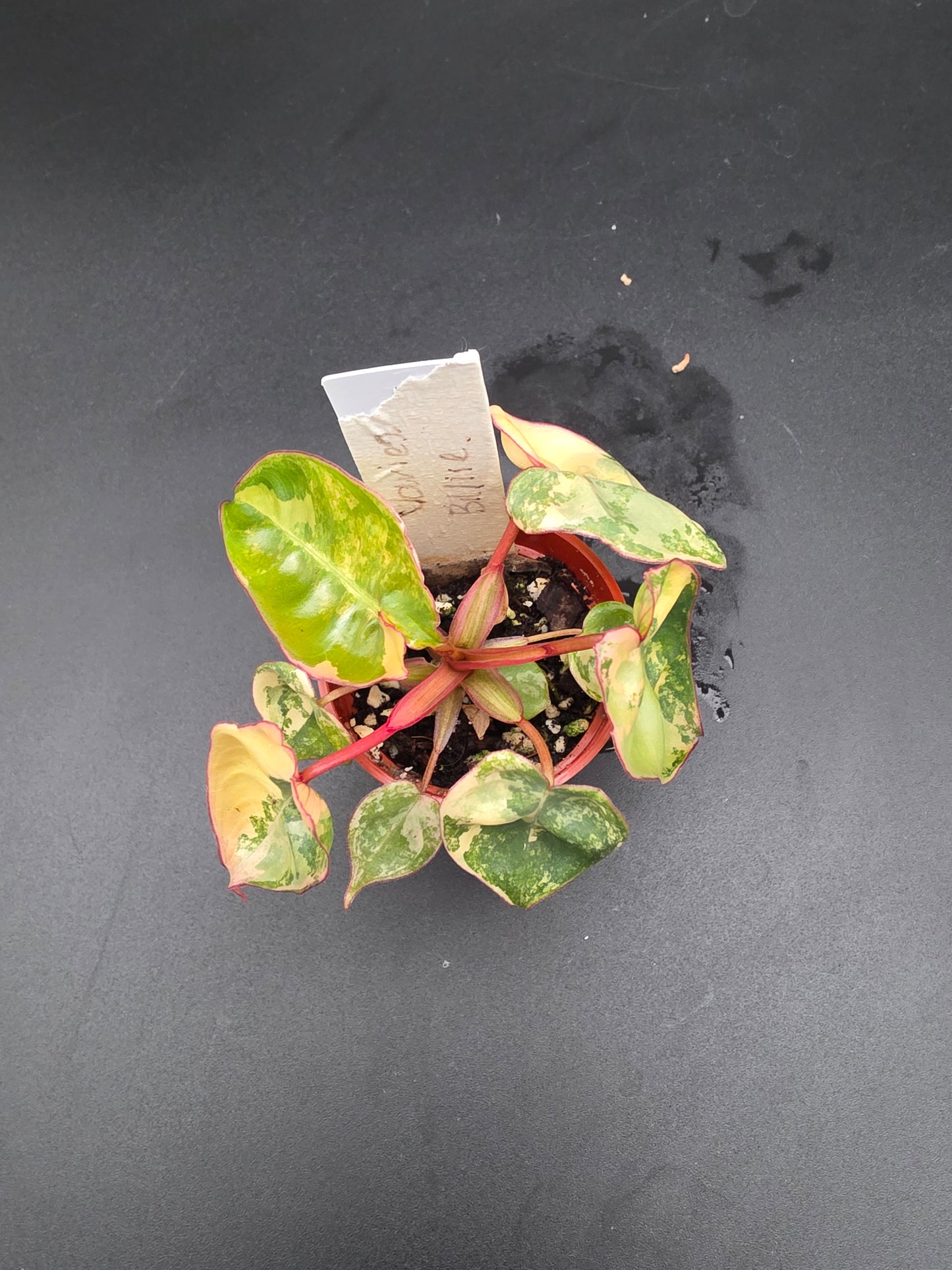 Philodendron Billietiae Variegated - EXACT PLANT