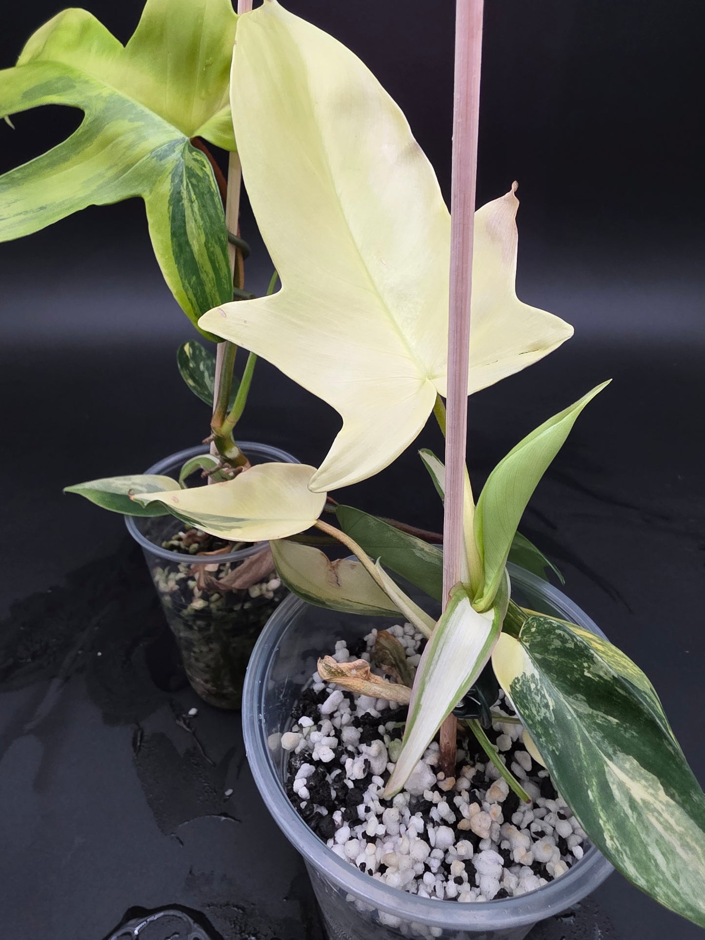 Philodendron Florida Beauty Variegated