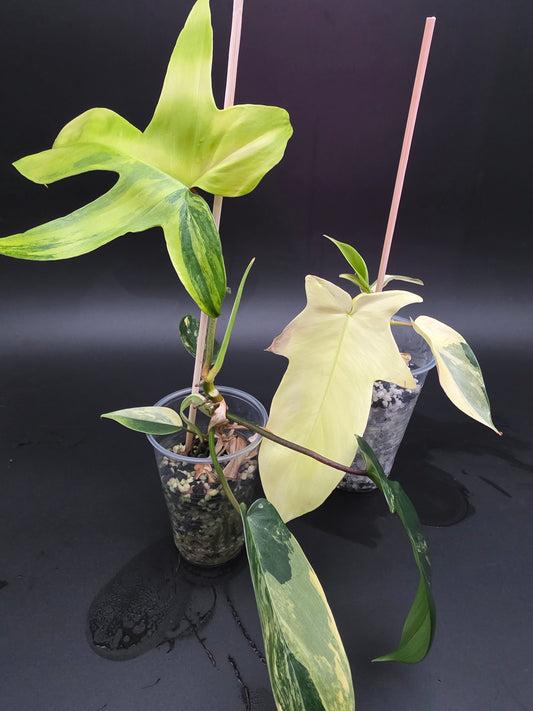 Philodendron Variegated Florida Beauty  Rare Variegated Philodendron