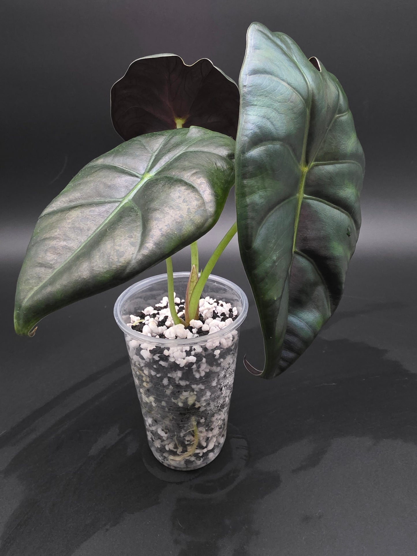Alocasia Golden Bone