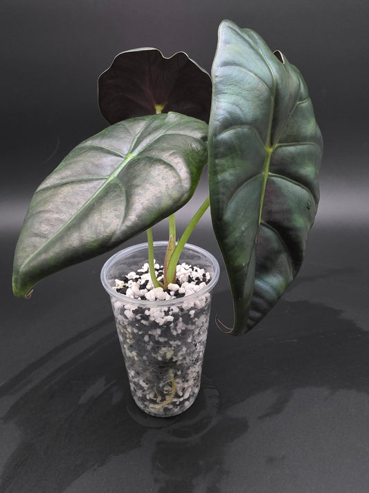 Alocasia Golden Bone  Compact Jewel Alocasia with Warm Golden-Green Foliage