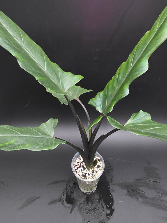 Alocasia Lauterbachiana  Purple Sword Alocasia with Long Sculpted Foliage