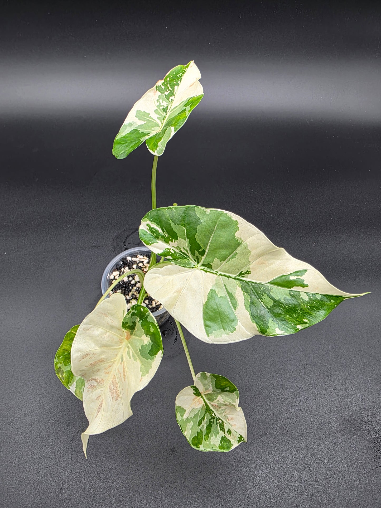 Alocasia Albo NOID Hybrid