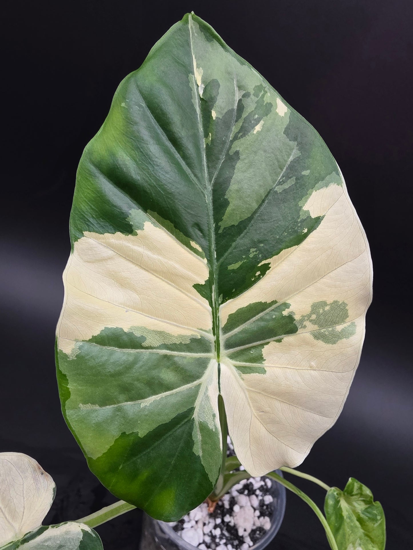 Alocasia NOID Albo  - Medium pot
