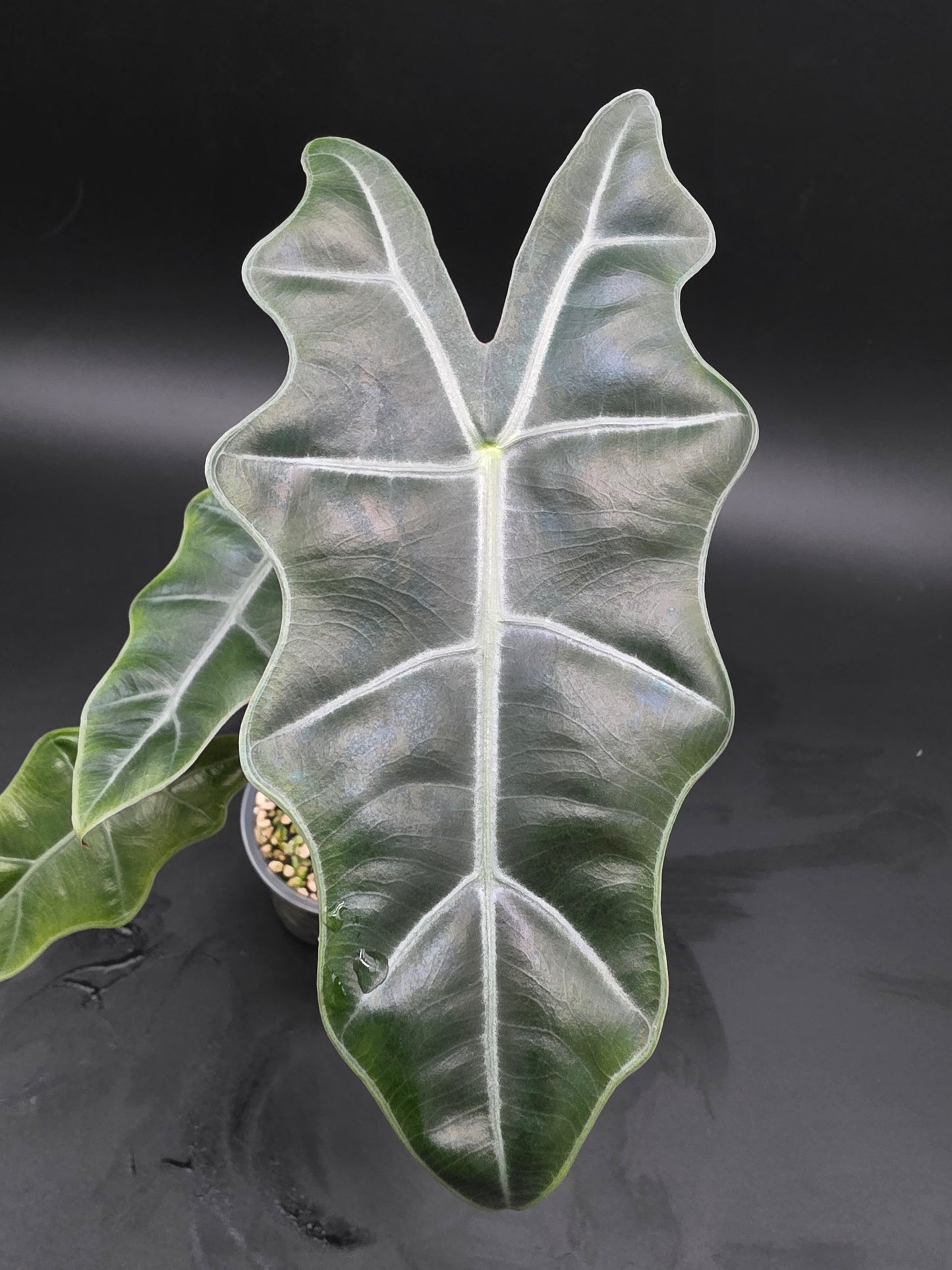 Alocasia Mayan Mask  Textured Jewel Alocasia with Deep Veining and Sculpted Foliage