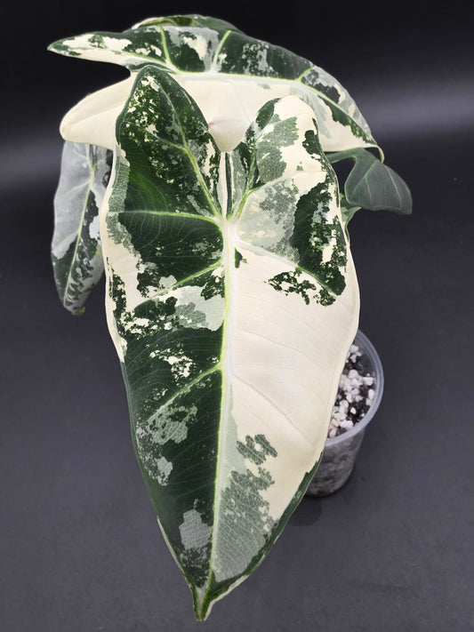 Alocasia Frydek Variegated  Variegated Green Velvet Alocasia with White Patterning