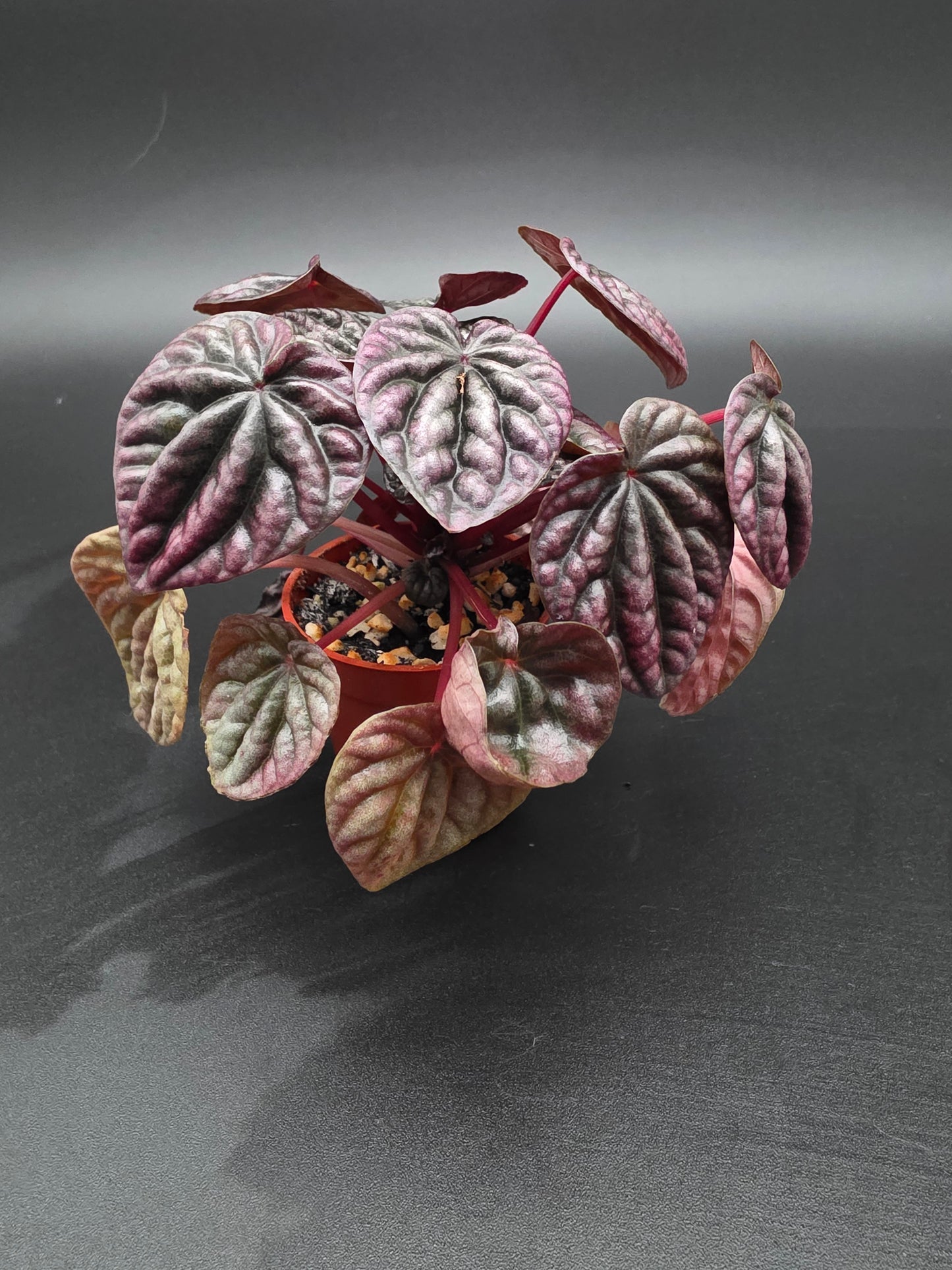 Peperomia Red Beauty
