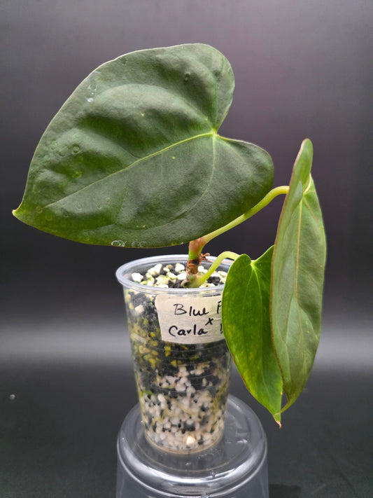 Anthurium Blue Papi x Carla Blackiae -EXACT PLANT-  Rare Velvet Anthurium Hybrid with Dark Tones and Refined Structure