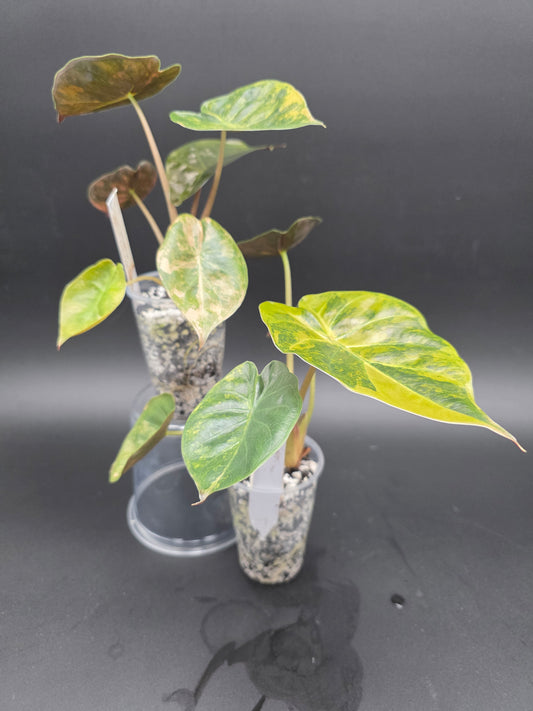 Alocasia Wentii PINK Variegated