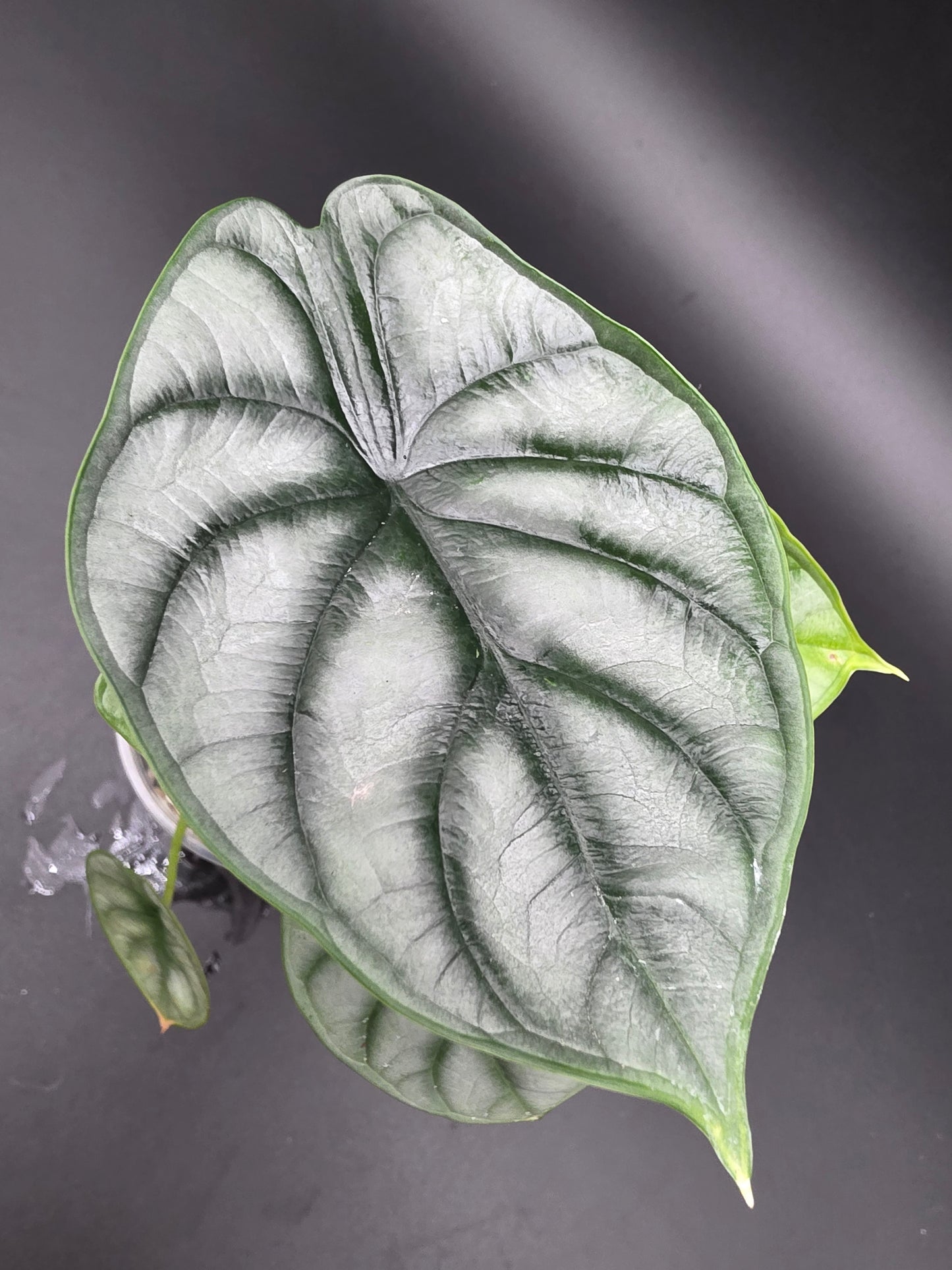 Alocasia Silver Dragon  Textured Jewel Alocasia