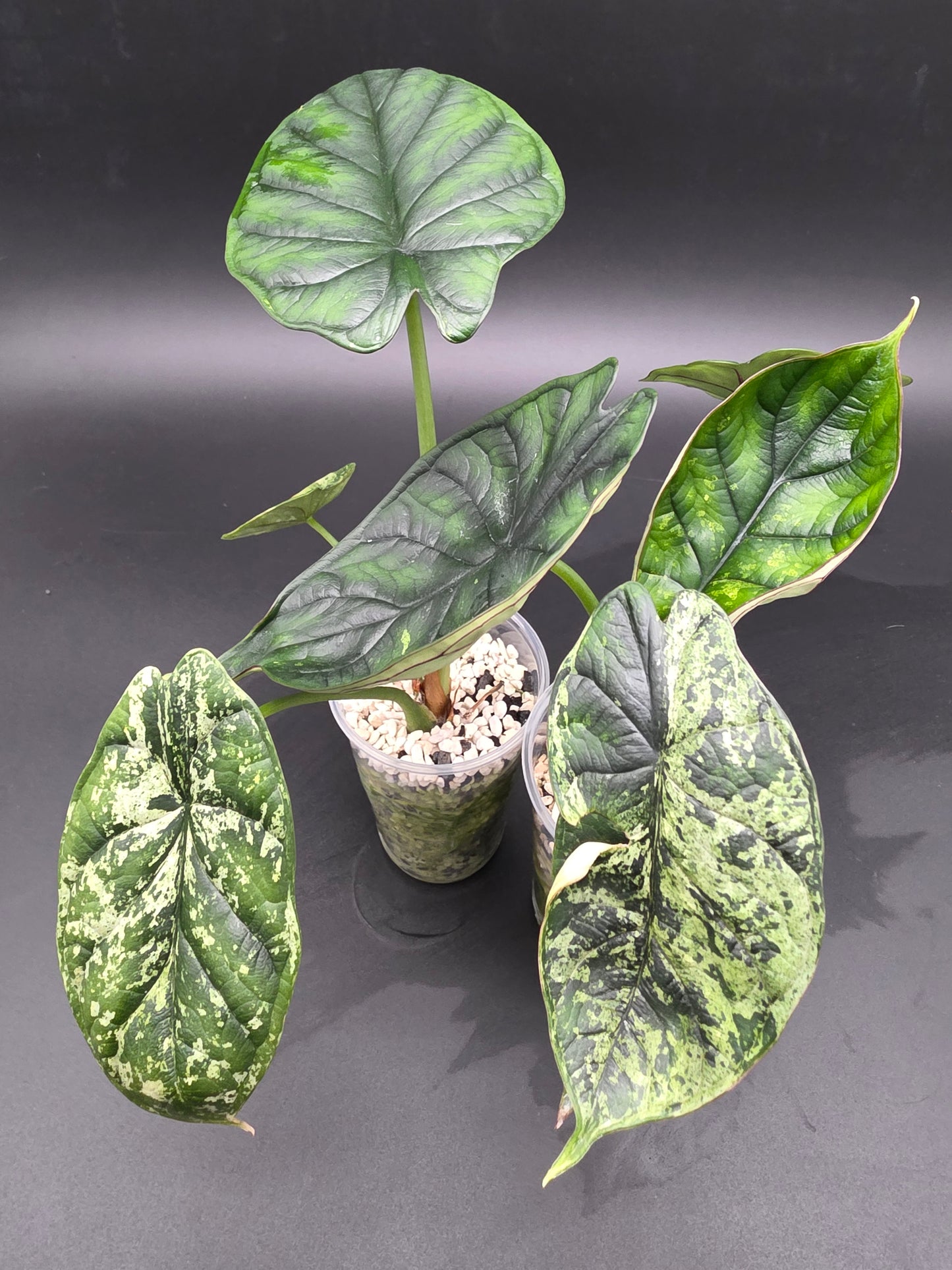 Alocasia Dragon Scale Mint  Rare Variegated Jewel Alocasia with Soft Mint Patterning