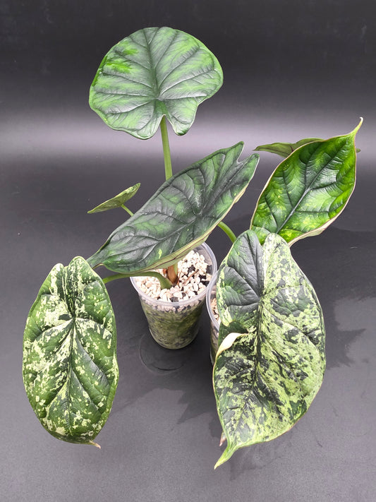 Alocasia Dragon Scale Mint  Rare Variegated Jewel Alocasia with Soft Mint Patterning