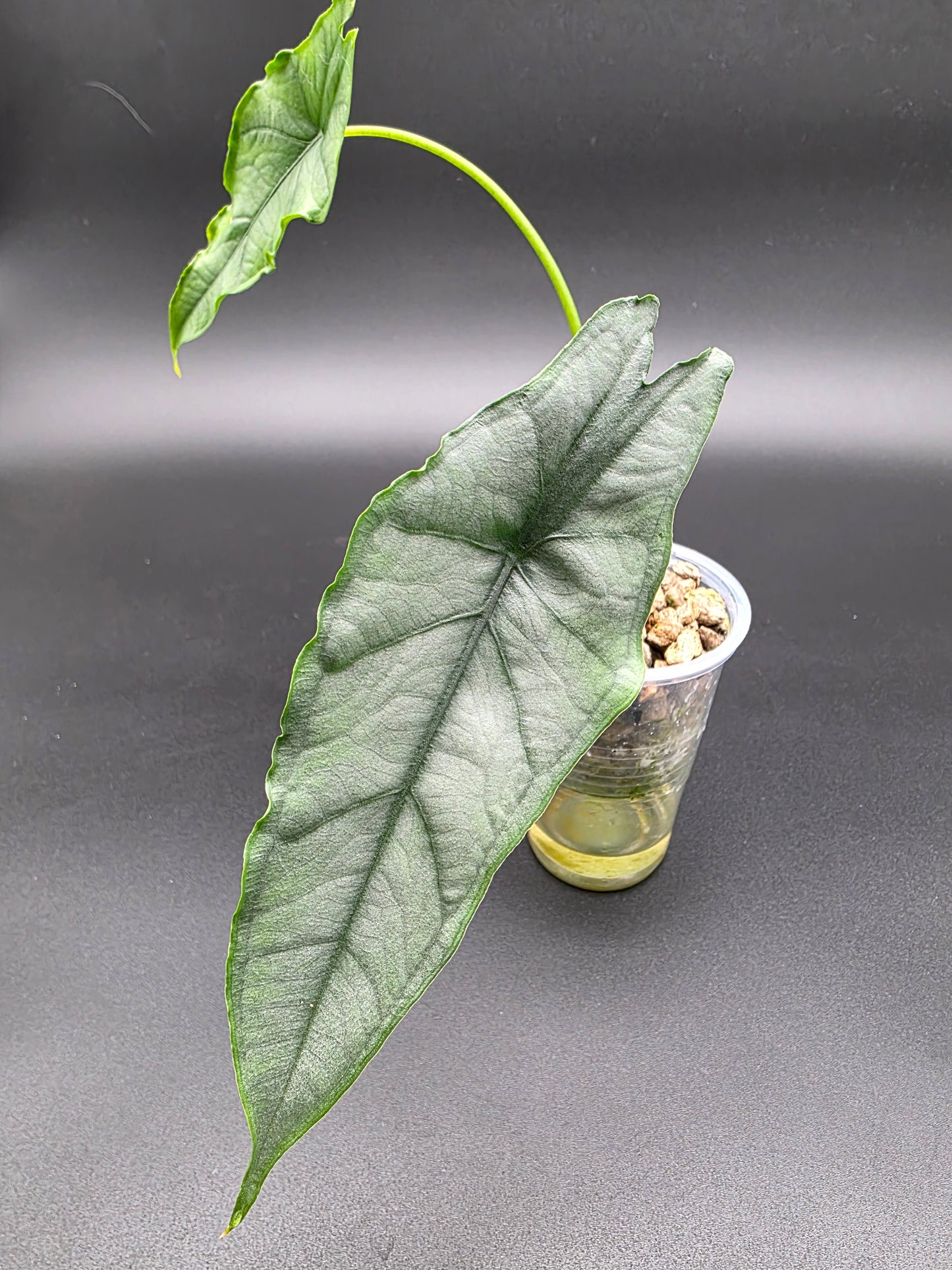 Alocasia Dragon’s Breath – Rare Alocasia with Dark Metallic Foliage