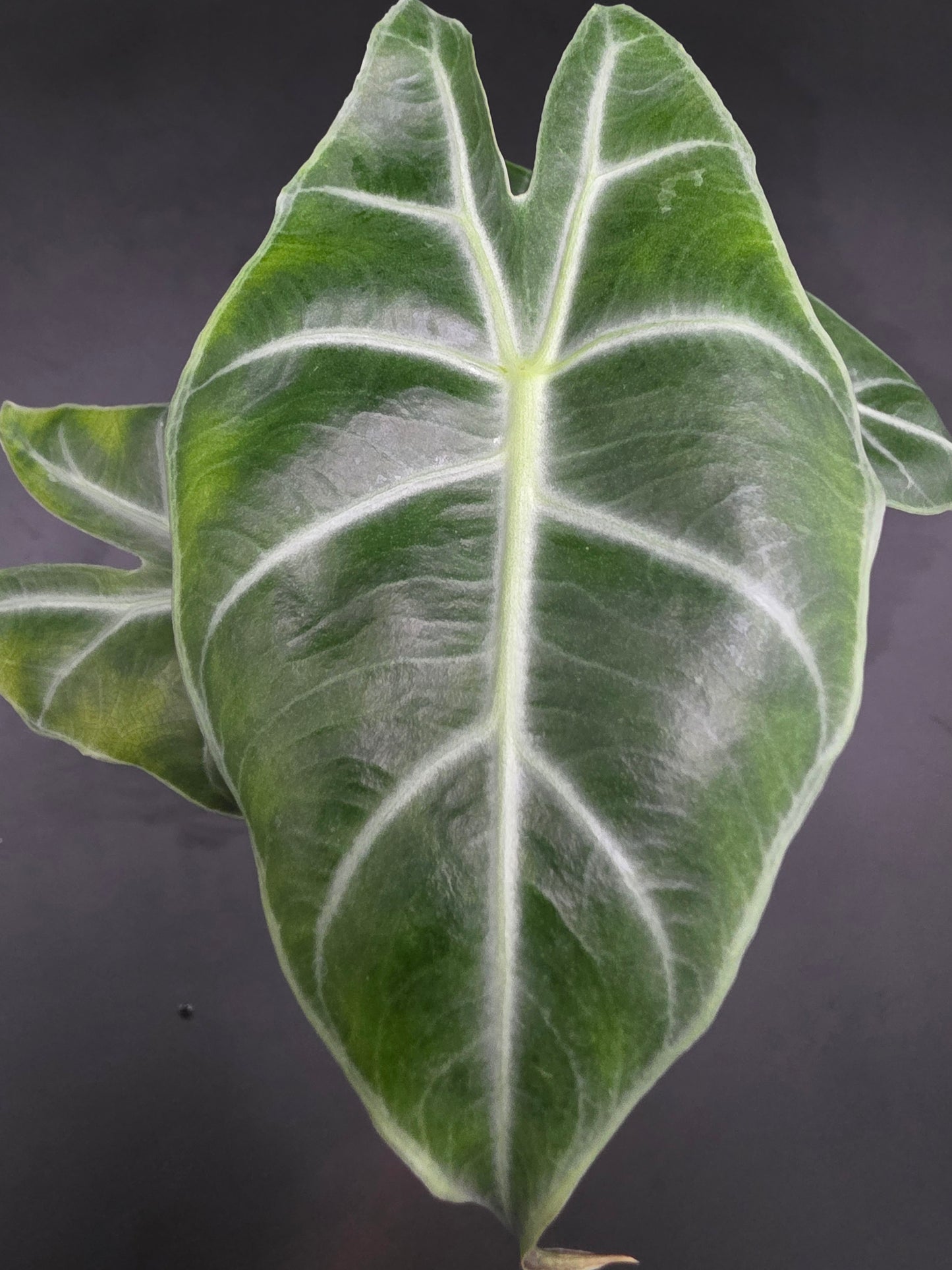 Alocasia Pink Dragon