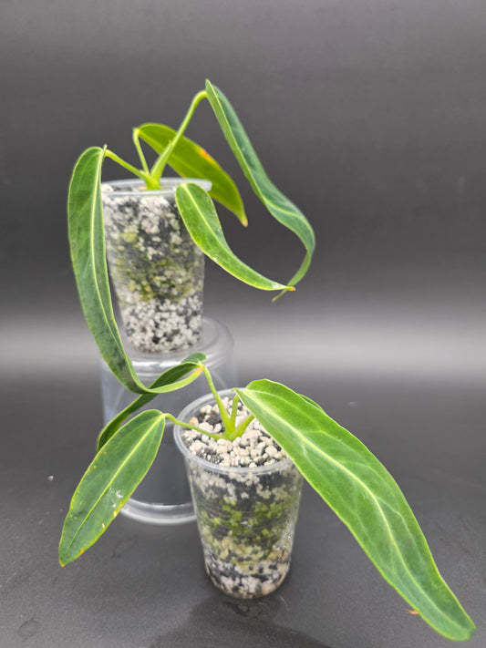 Anthurium Warocqueanum Medium  Queen Anthurium