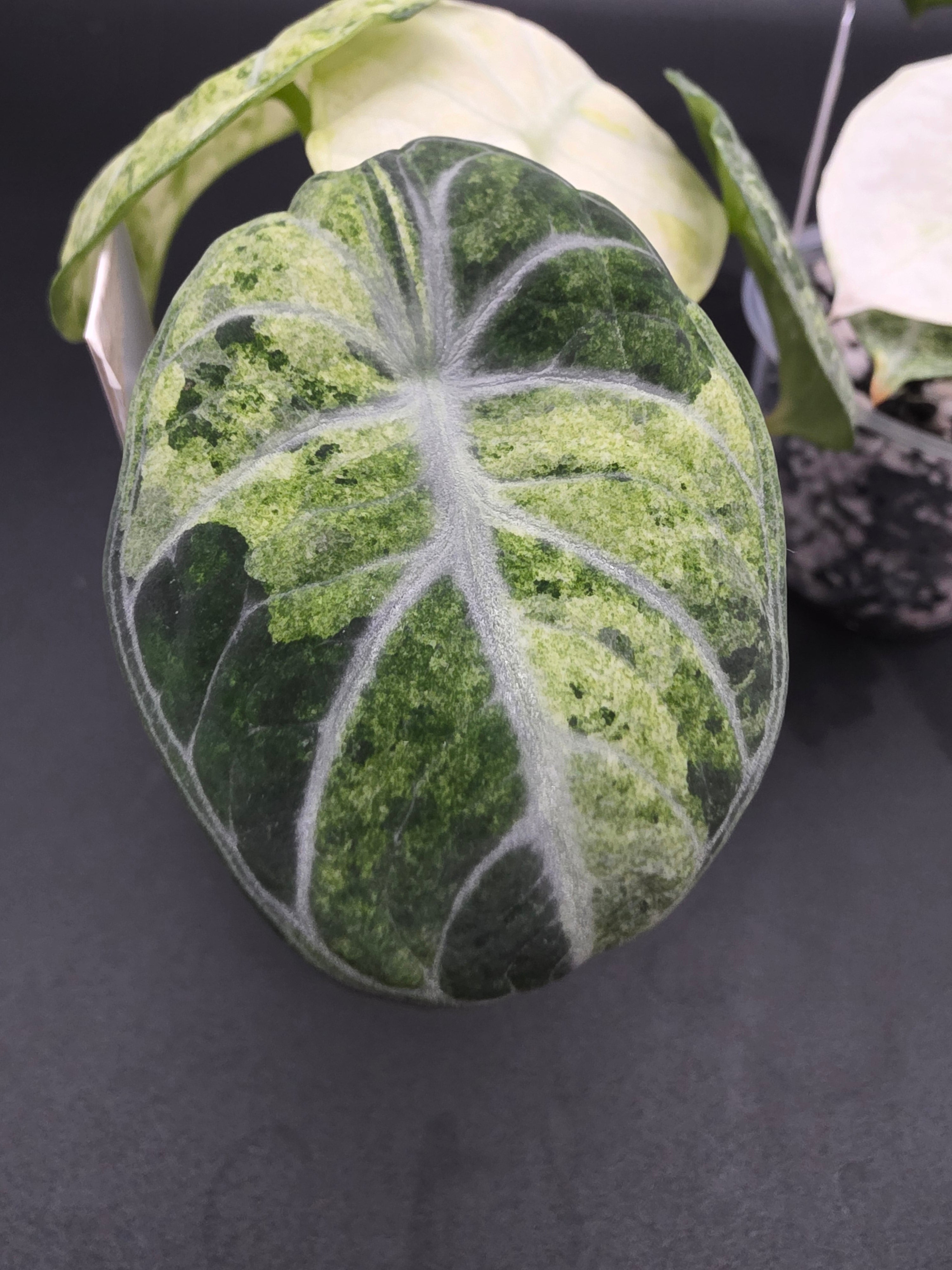 アオノリ Alocasia Ninja Tri-Color – A Growing Hobby