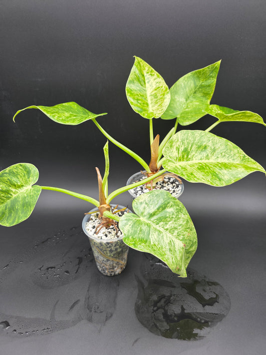 Philodendron Giganteum Blizzard  Large-Leaf Variegated Philodendron with Cream and Green Patterning