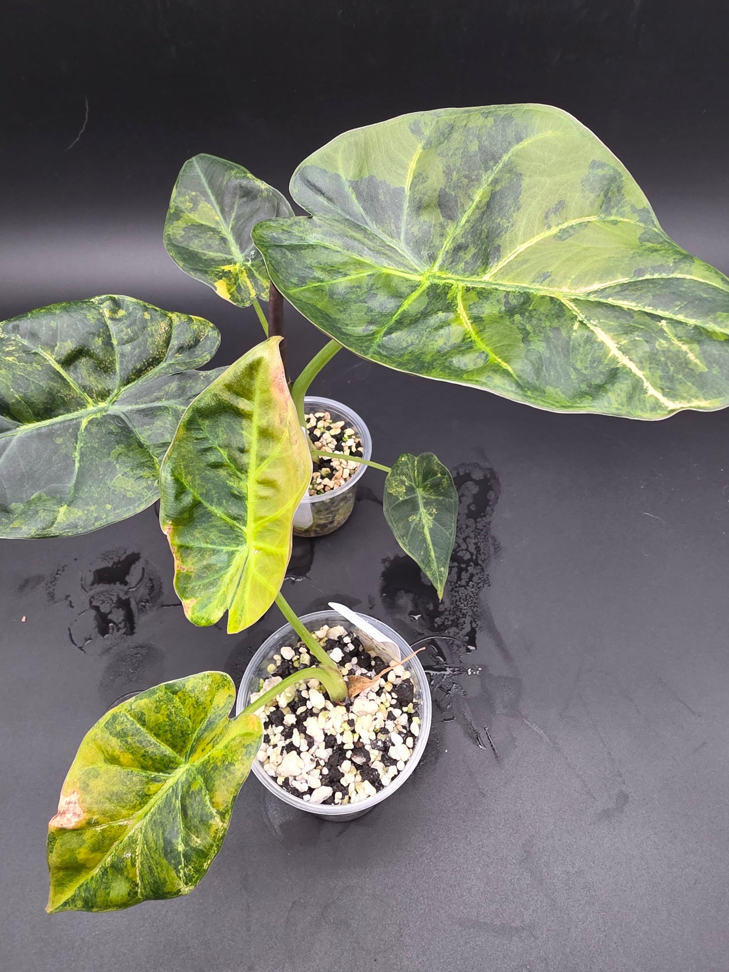 Alocasia Regal Shield Aurea  Variegated Elephant Ear Alocasia