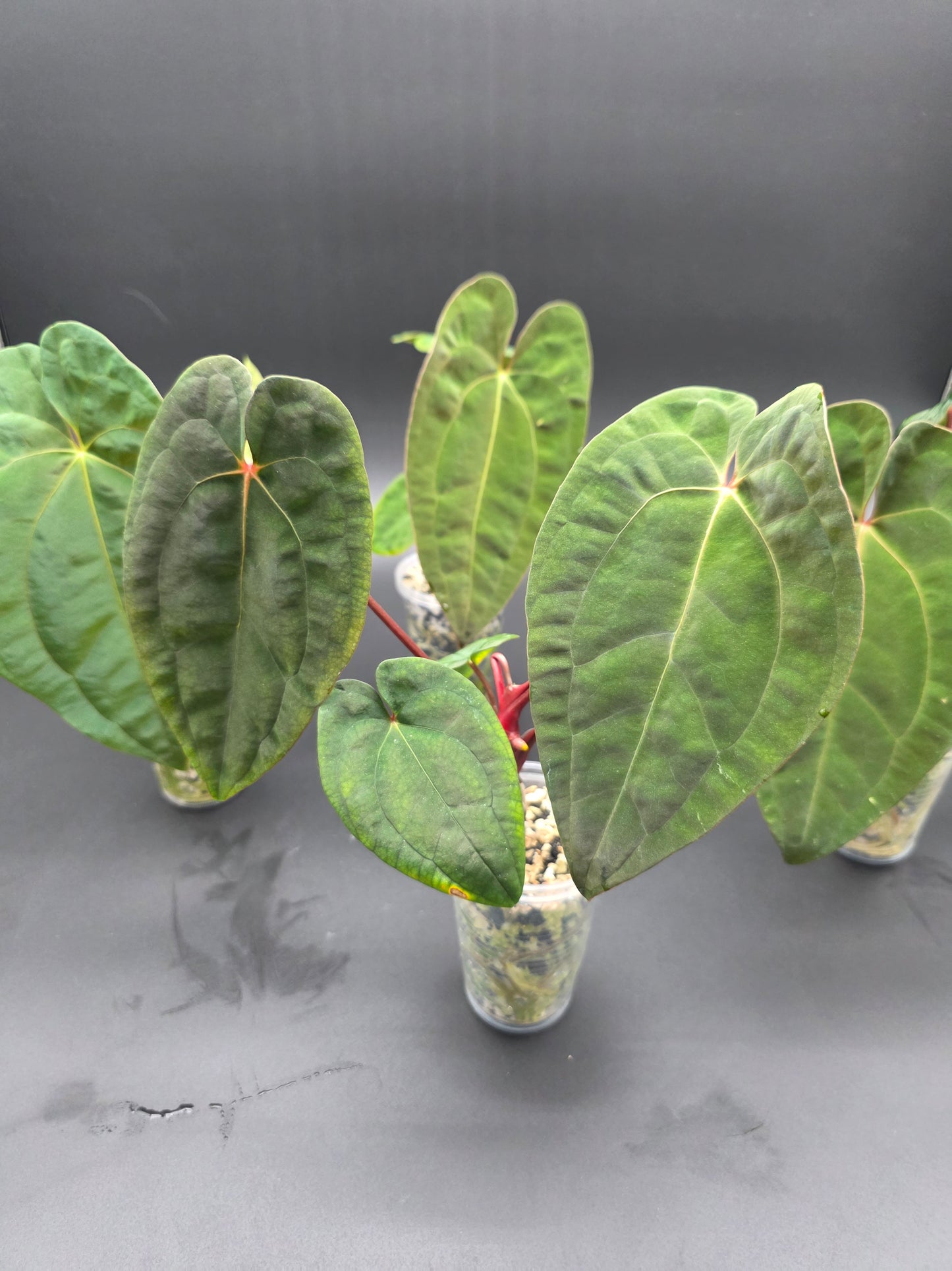 Anthurium Papi Red Stem – Rare Red-Petiole Aroid with Textured Velvet Foliage