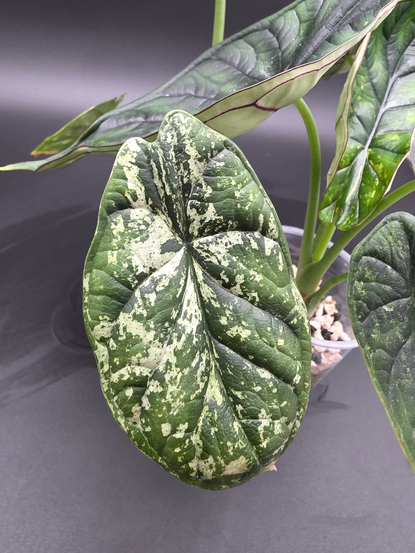 Alocasia Dragon Scale Mint  Rare Variegated Jewel Alocasia with Soft Mint Patterning