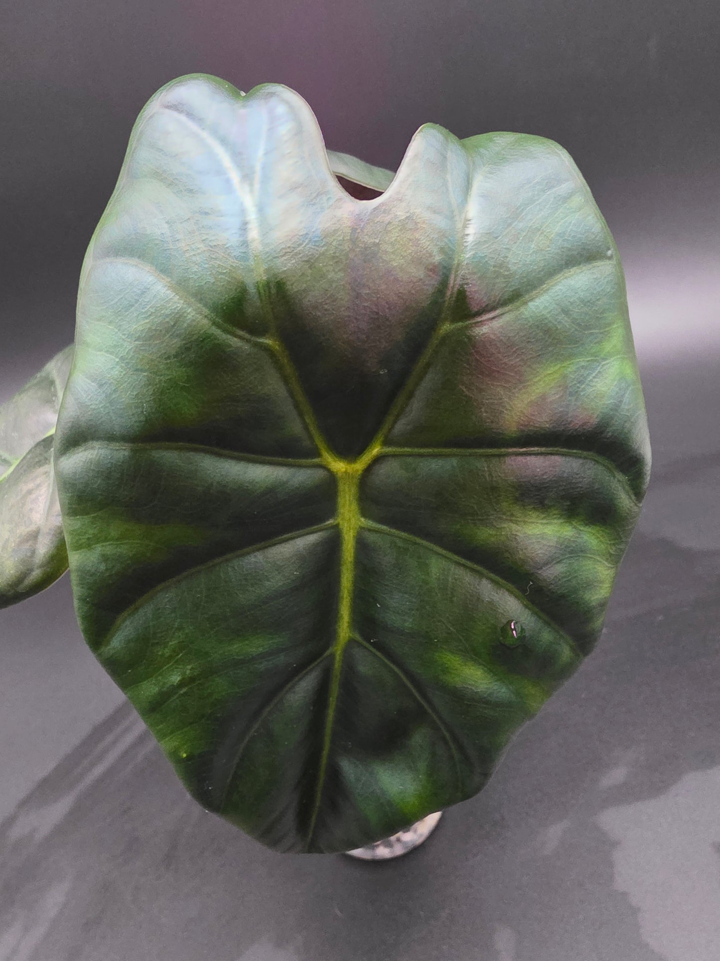 Alocasia Golden Bone