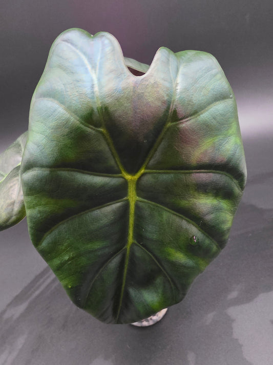 Alocasia Golden Bone  Compact Jewel Alocasia with Warm Golden-Green Foliage