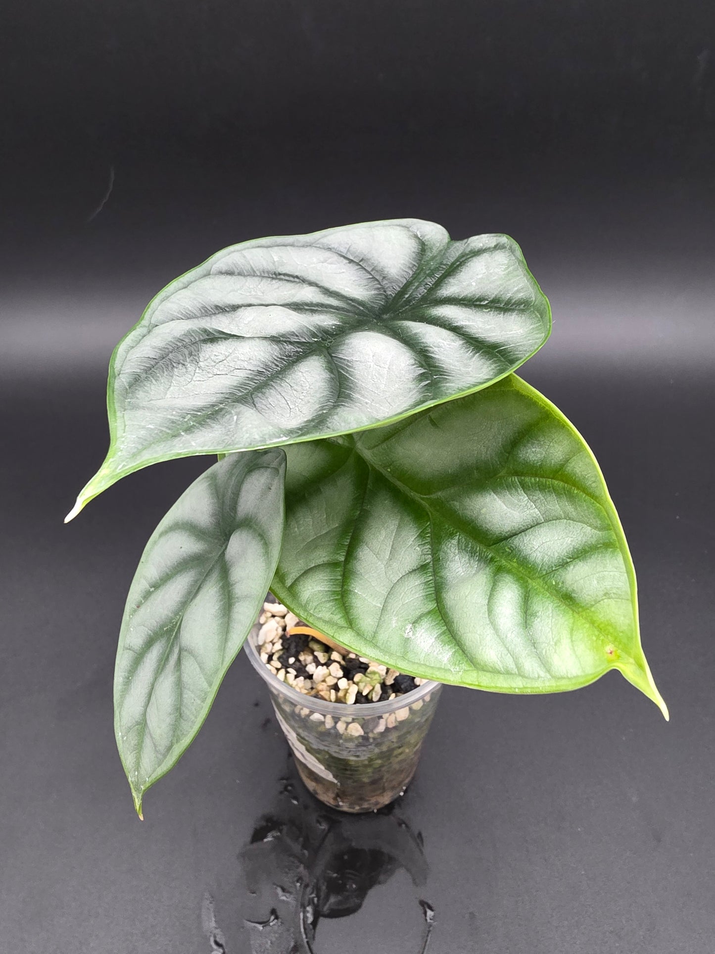 Alocasia Silver Dragon  Textured Jewel Alocasia