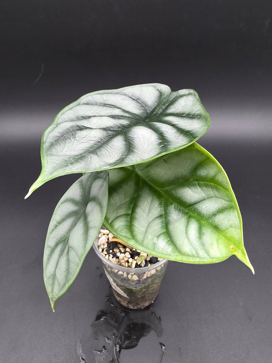 Alocasia Silver Dragon  Textured Jewel Alocasia
