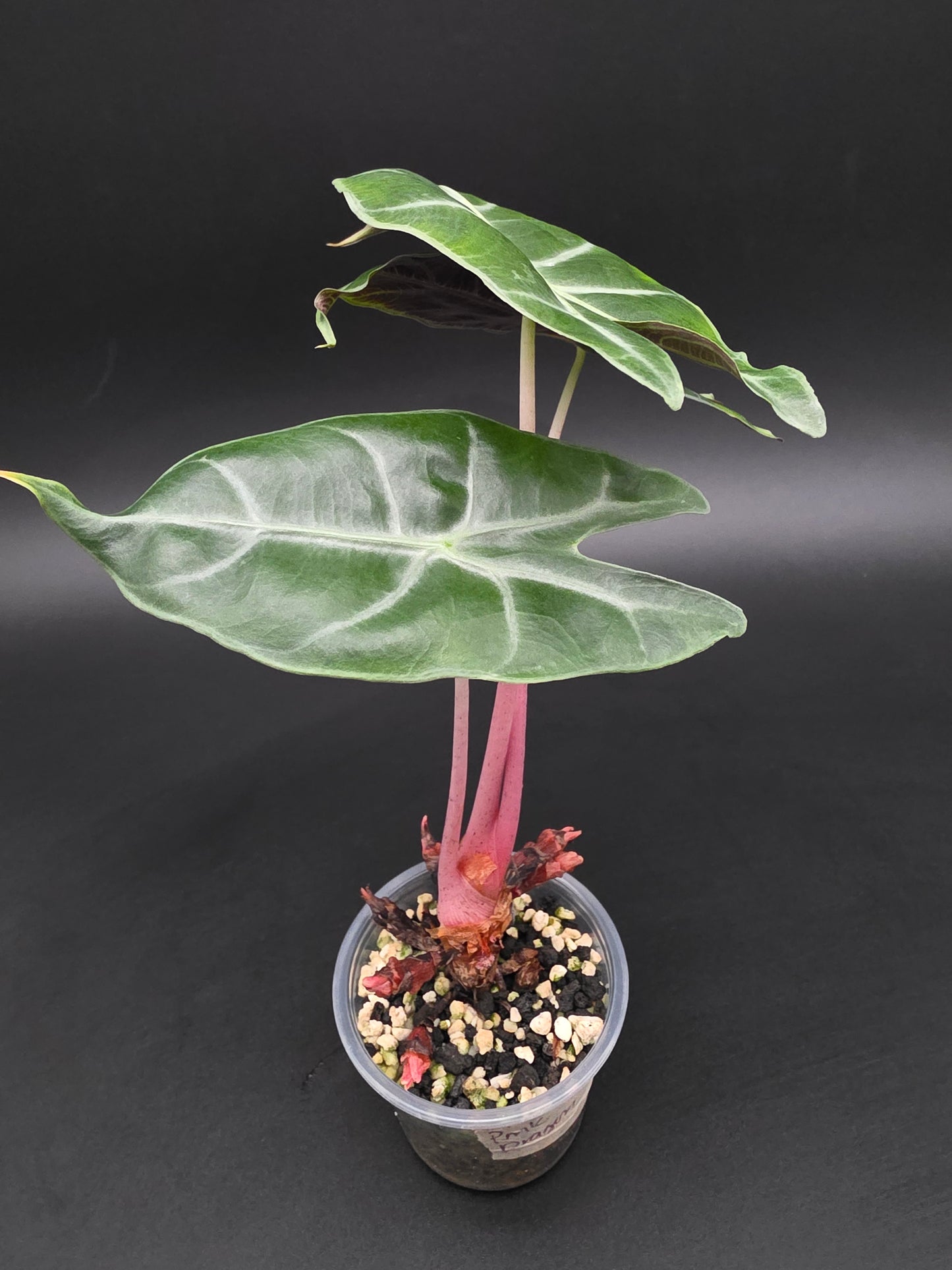 Alocasia Pink Dragon