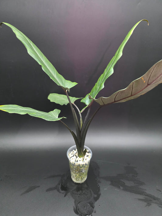Alocasia Lauterbachiana  Purple Sword Alocasia with Long Sculpted Foliage