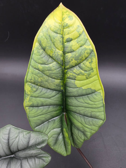 Alocasia Platinum Aurea Variegated Rare Selection with Enhanced Silver/Aurea Tones and Unique Foliage Expression