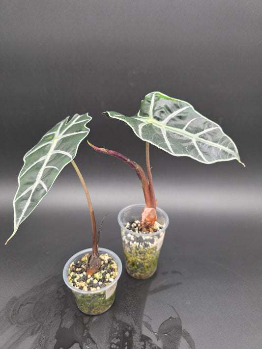 Alocasia Polly  Compact Alocasia with Deep Green Leaves and Bold White Veining
