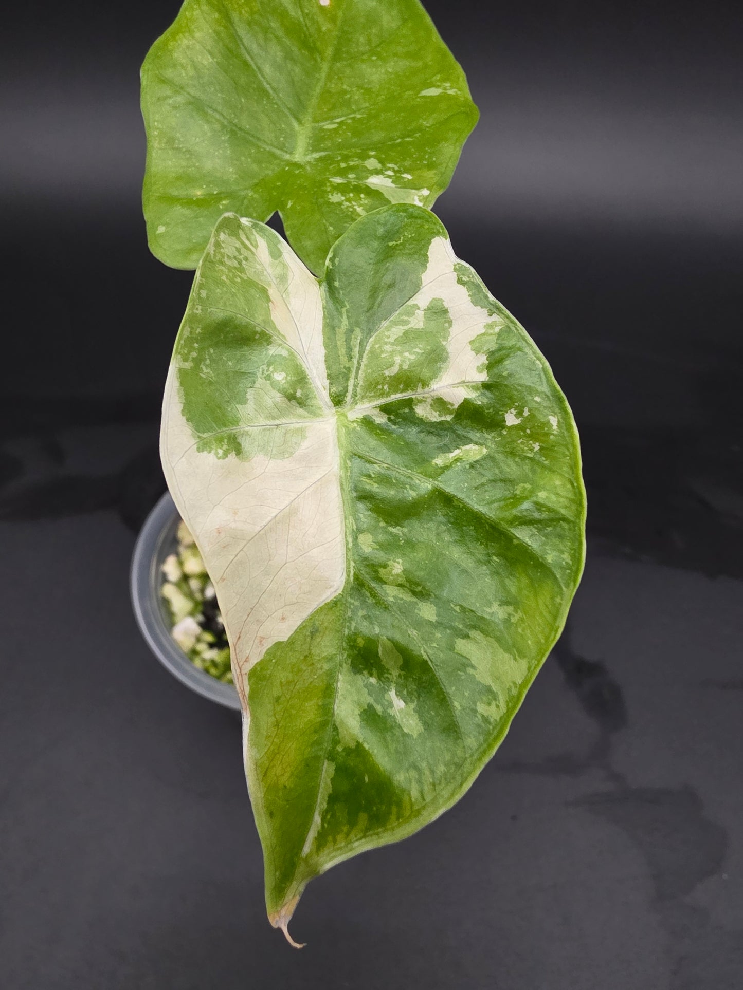 Alocasia NOID Albo - Small pot