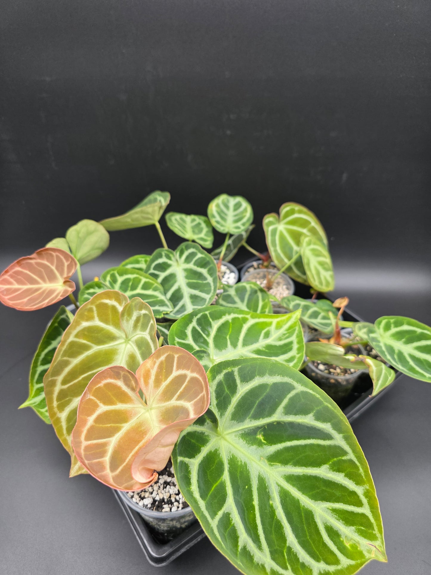 Anthurium Magnificum x Silver Blush -Large Leaves