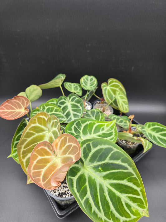 Anthurium Magnificum x Silver Blush -Large Leaves