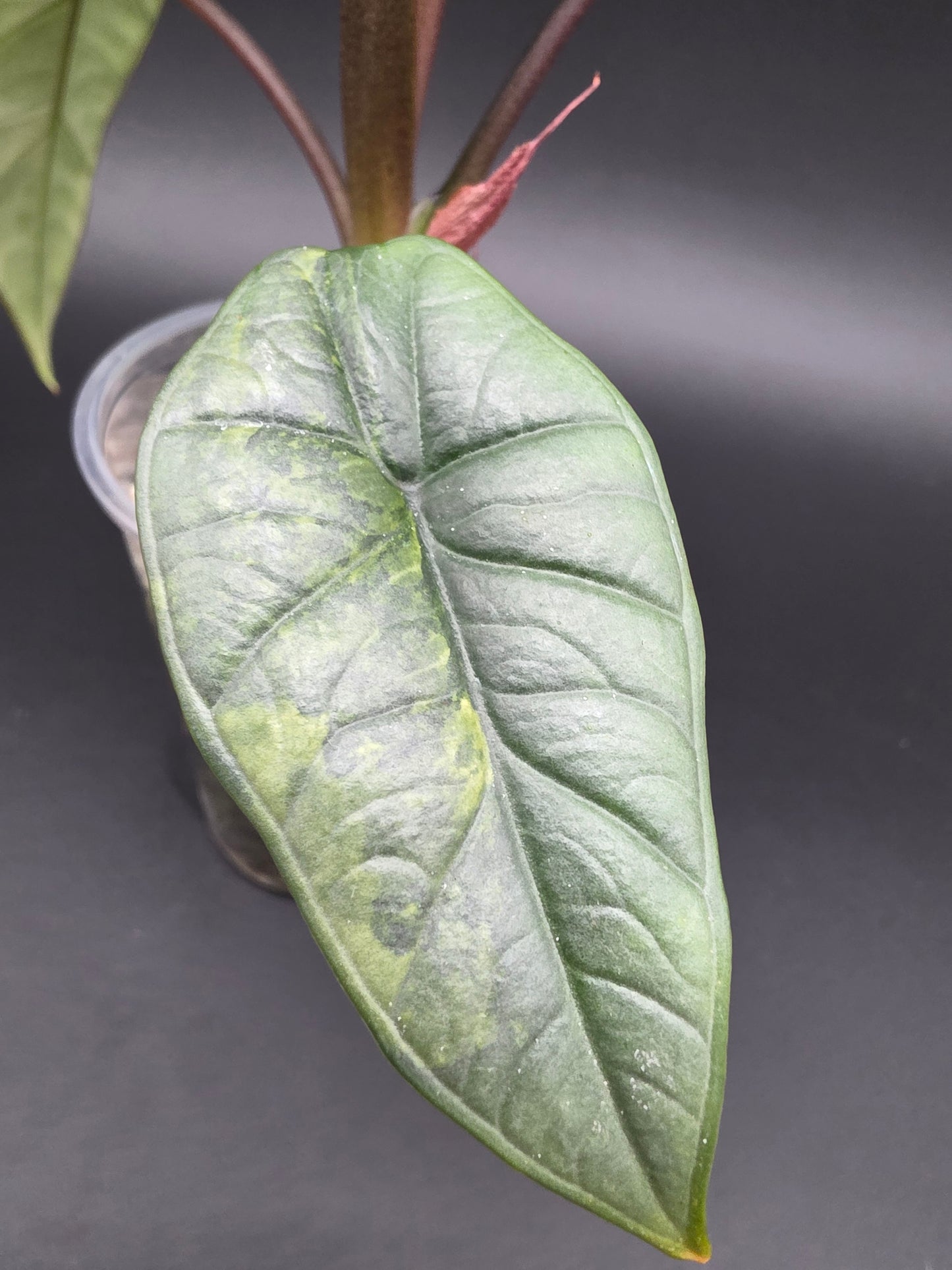 Alocasia Platinum Aurea Variegated