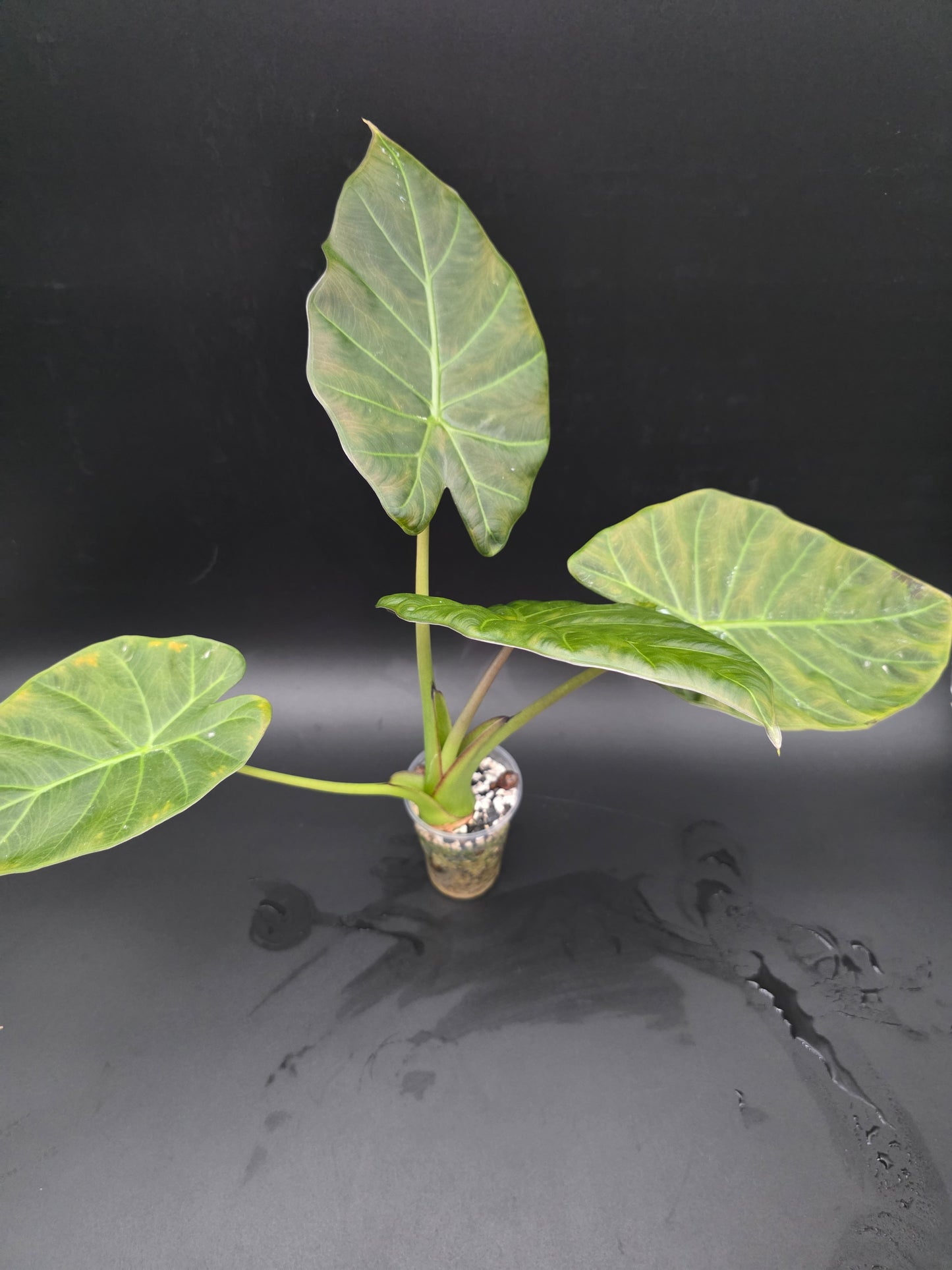 Alocasia Regal Shield  Dark Foliage Elephant Ear Alocasia LARGE