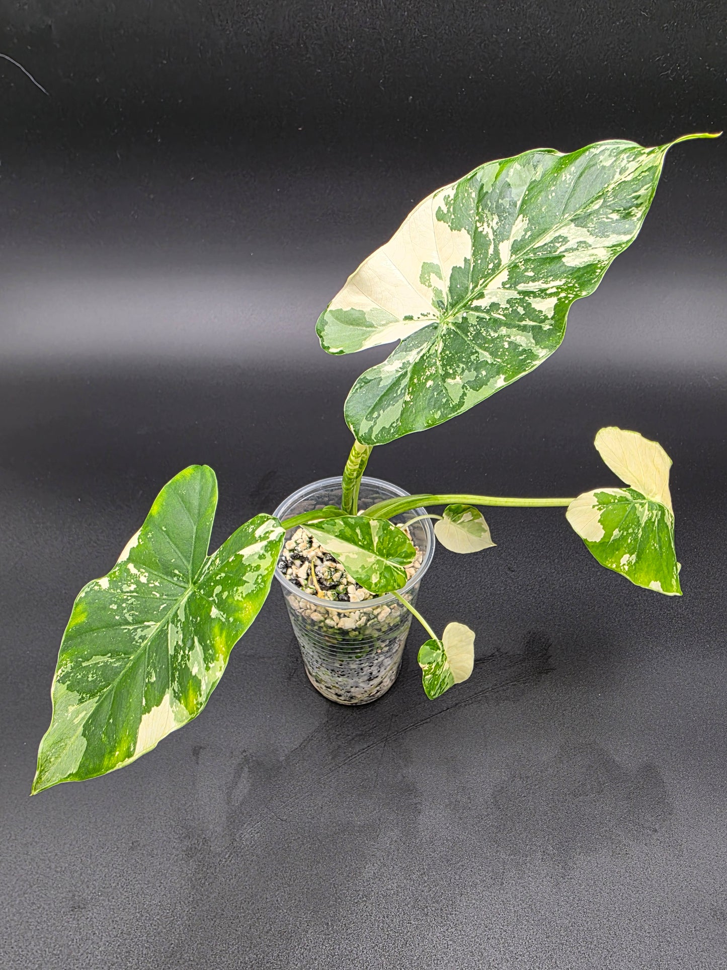 Alocasia Albo NOID Hybrid