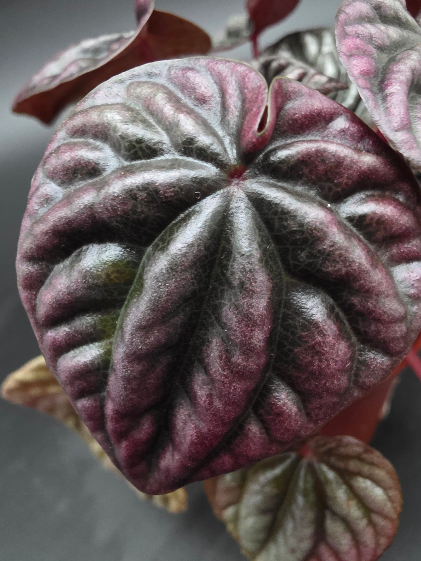 Peperomia Red Beauty